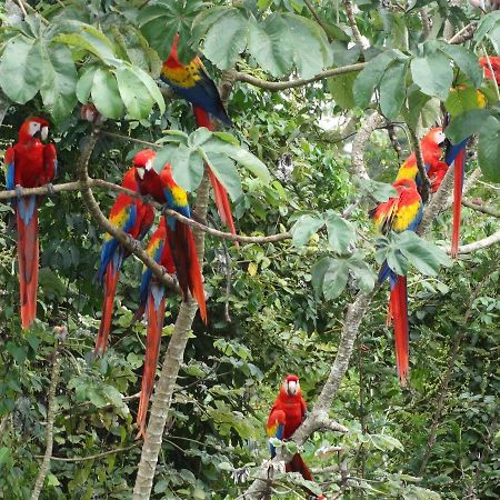 Casa Guacamaya Otel Palenque Dış mekan fotoğraf
