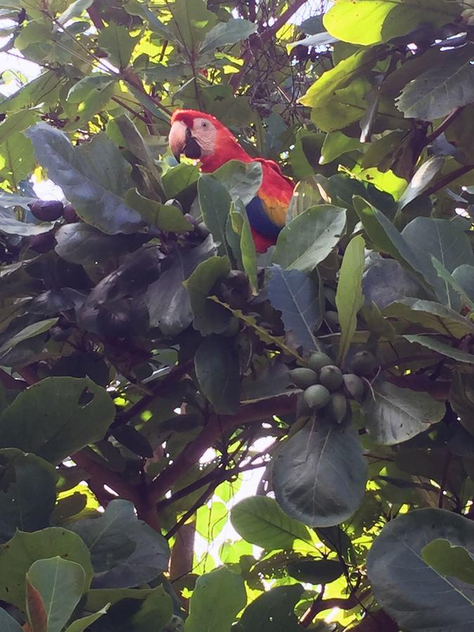 Casa Guacamaya Otel Palenque Dış mekan fotoğraf