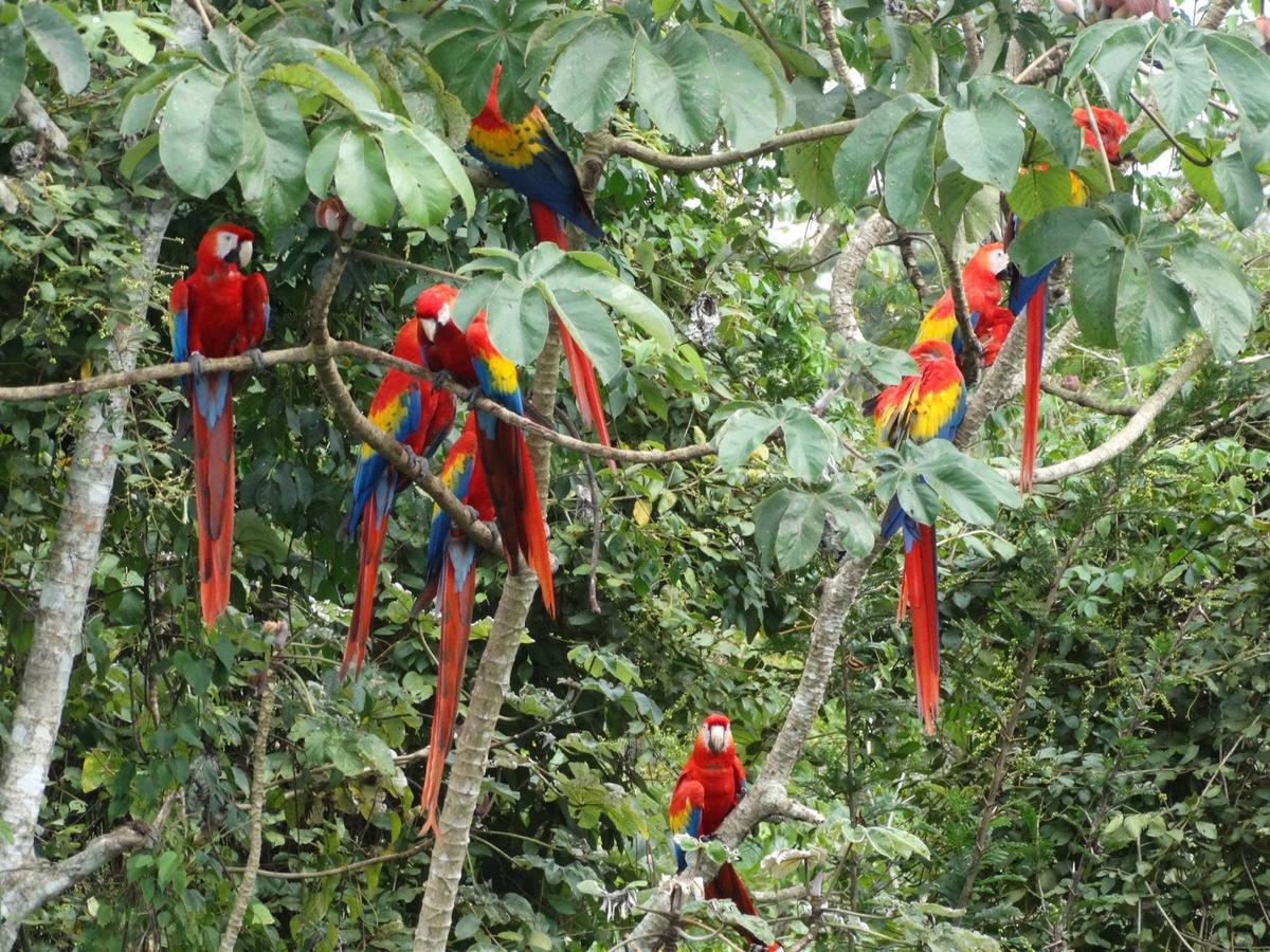 Casa Guacamaya Otel Palenque Dış mekan fotoğraf